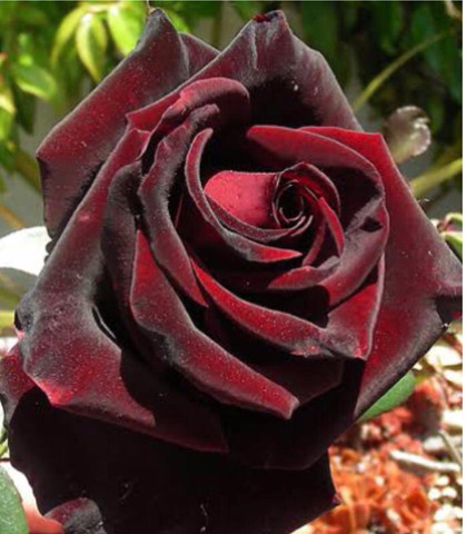 greenfarm NXC- Fragrant Rose Flower Seeds / Best Quality , 70 X