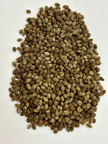 samriddhi ™ taiwan red lady 787 papaya seeds hybrid Seed Price in