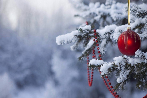 winter trees wallpaper
