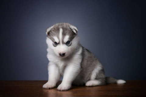 cute siberian husky wallpaper