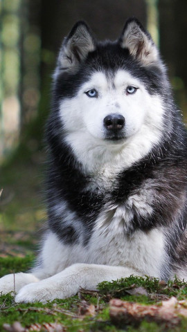cute siberian husky wallpaper