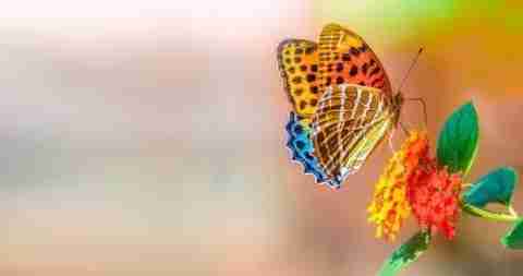 Titli Insect butterfly poster & Titli POSTERS, Dragonfly Poster, Insects Poster ...