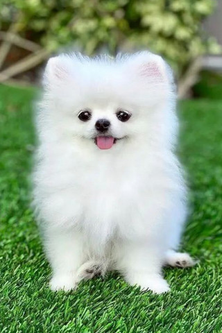 cute puppywallpaper