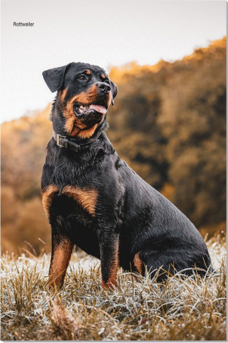 Dog Posters for Wall Decoration (12 x 18 inch), Puppy Dog Posters