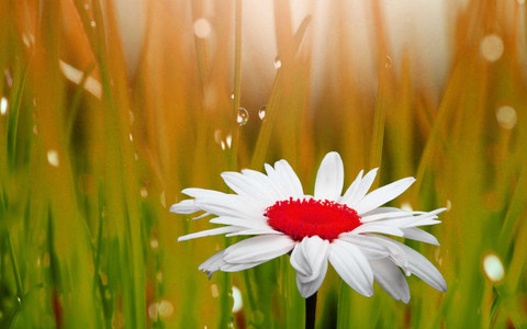 flower 様 Beautiful flowers poster Multicolor Photo Paper Print Poster