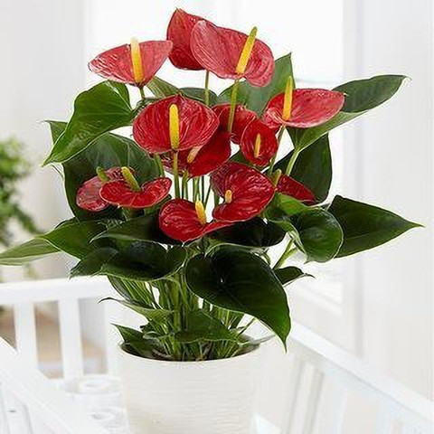 PLANTTOOZS Peace Lily Plant Price in India - Buy PLANTTOOZS Peace Lily Plant  online at Flipkart.com