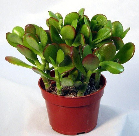 buy philodendron pink princess australia Philodendron Pink Princess