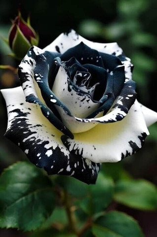 AMBRUZZ Rose Plant Price in India - Buy AMBRUZZ Rose Plant online