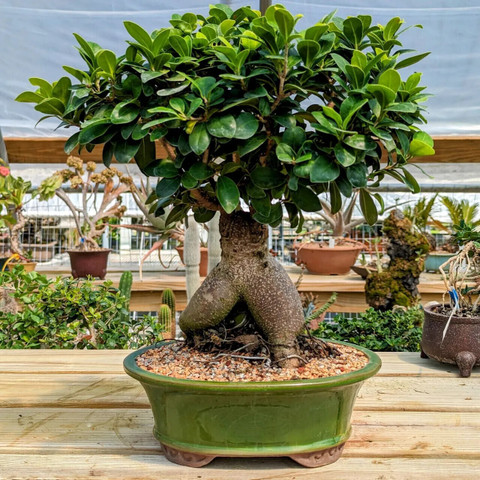 Corofitam Ficus Bonsai Plant Price in India - Buy Corofitam Ficus Bonsai  Plant online at Flipkart.com