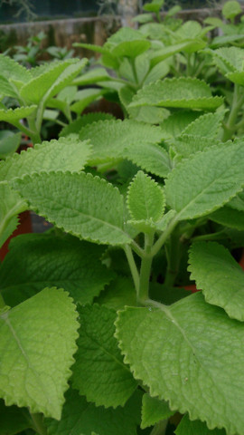 gnats killer for plants Fungus Gnat Fighter Bundle  Arber