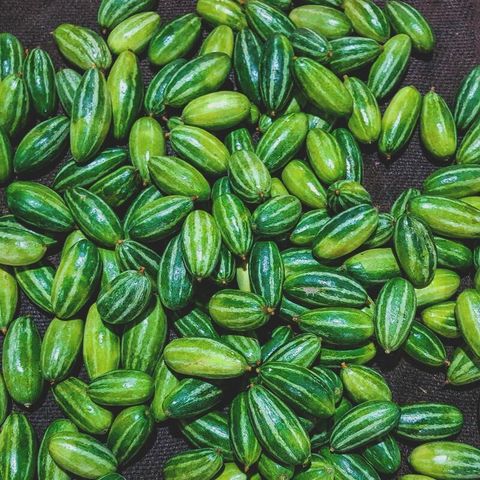 ARSHISEEDS PARWAL VEGETABLE SEEDS, HYBRID POINTED GOURD SEED, PARWAL PLANT  SEEDS PACK OF 32 Seed Price in India - Buy ARSHISEEDS PARWAL VEGETABLE SEEDS,  HYBRID POINTED GOURD SEED, PARWAL PLANT SEEDS PACK
