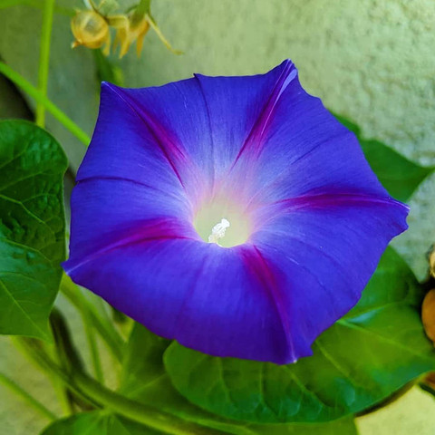 ACCELCROP Yellow Morning Glory Flower Seed Price in India - Buy