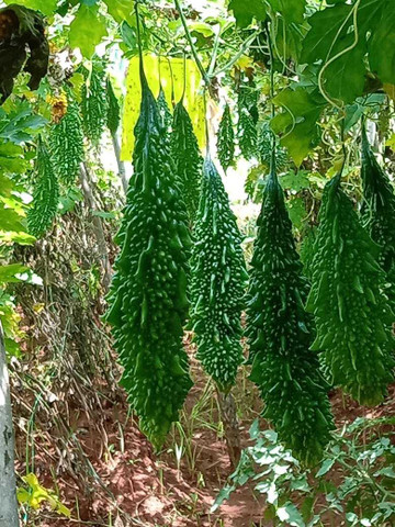 karela tree image