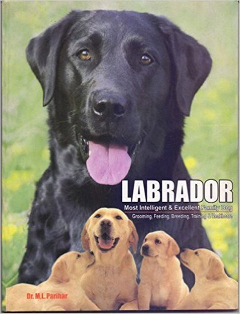 Labrador: Most Intellingent Excellent Family Dog