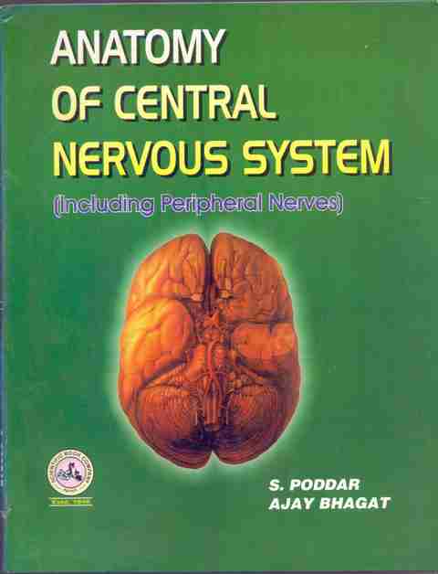 anatomy-of-central-nervous-