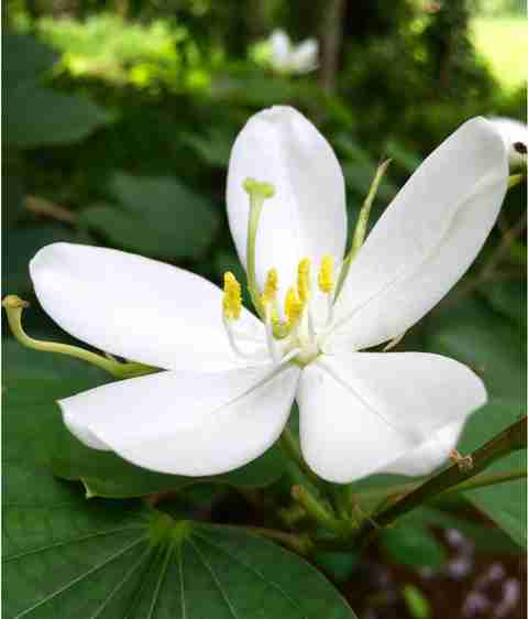 OhhSome White Mandaram Flower Terrace Garden Flower For Terrace