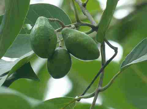 strawberry guava plants Psidium cattleyanum | Cattley Guava main image 0