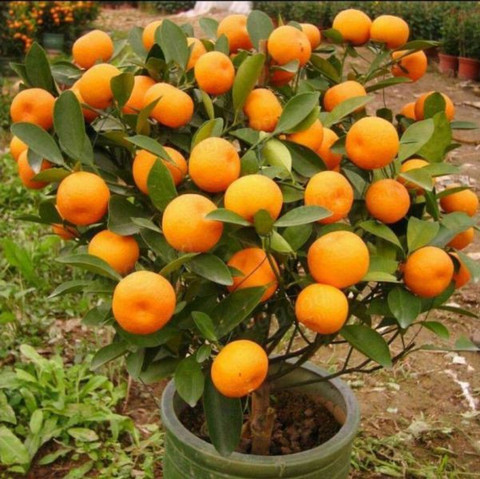VS GLOBAL bonsai imported mandarin orange (20 per packet ) Seed Price in  India - Buy VS GLOBAL bonsai imported mandarin orange (20 per packet ) Seed  online at Flipkart.com