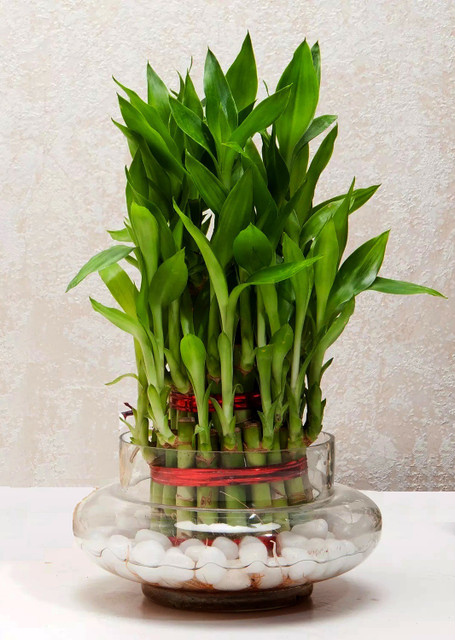 AGAMI Three Layer Bamboo Plant Price in India - Buy AGAMI Three Layer Bamboo  Plant online at Flipkart.com