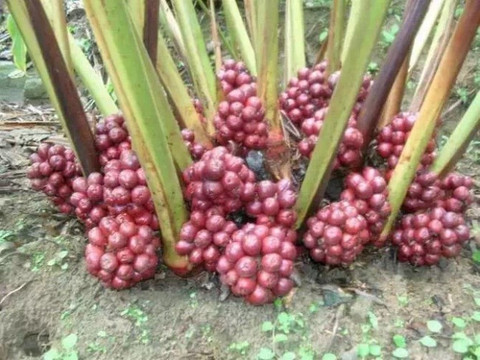 ginseng plant for sale Panax quinquefolius main image 1