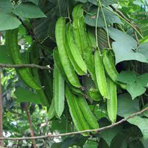 Winged Beans Seeds 2025 | Also Called Dragon Goa Bean, Sigarilyas,  Asparagus Pea - Easy To Grow! Winged Bean Seeds