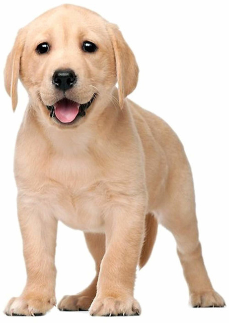 ADIOS GOOD QUALITY INCH PUPPY CAT BELT Dog Collar Leash