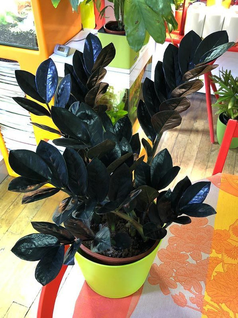 ExoticRare ZZ Plant