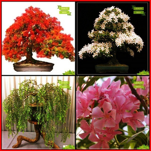 OhhSome Quality Seeds Combo Bonsai Suitable : Delonix Regia, Murrayya  Exotica, Yellow Flametree, Nerium Indicum Tree Seeds Terrace Gardening Seed  Price in India - Buy OhhSome Quality Seeds Combo Bonsai Suitable :