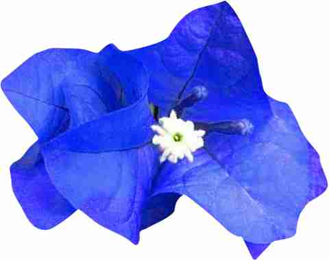FUTABA Bougainvillea Spectabilis Flower Seeds-Blue Seed Price in India -  Buy FUTABA Bougainvillea Spectabilis Flower Seeds-Blue Seed online at  Flipkart.com