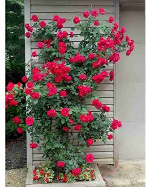 The Nursery Rose Plant Price in India - Buy The Nursery Rose Plant