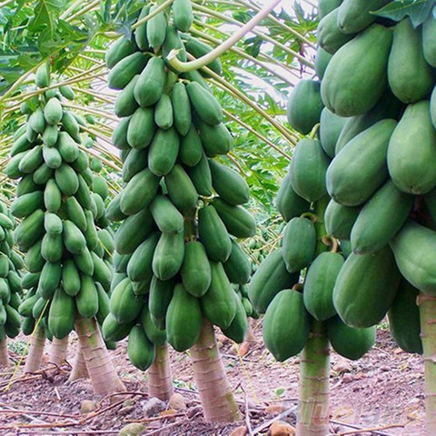 Raunak Papaya Red Lady Fruit-F1 Taiwan Hybrid (150 Gram Seeds