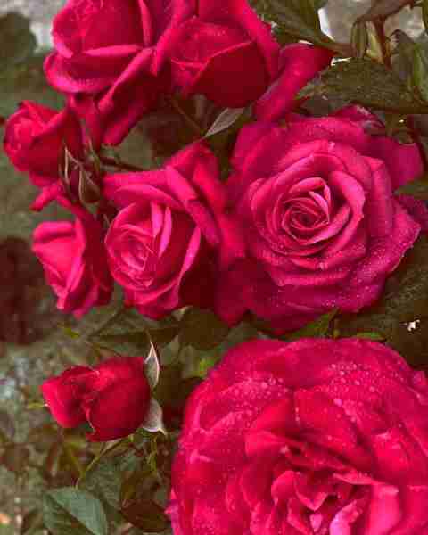 Rosemary Beautiful Pink Rose Flower Plant Seed Price in India