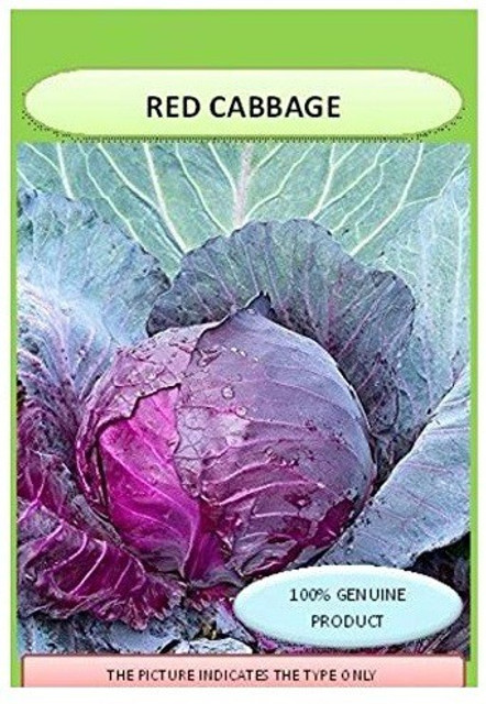 VibeX ™ XXL-18-Red Cabbage Organic F1 Hybrid Seeds Seed Price in