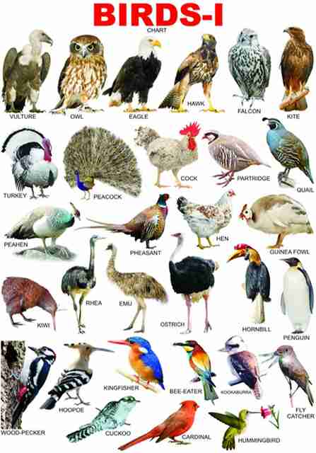 voorkoms cm Birds Chart for Kids Wall Sticker Learn about