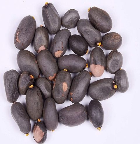 MGBN STERCULIA FOETIDA/JAVA OLIVE/PEON/POON TREE/STERCULIA NUTPOON TREE ...