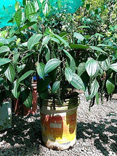artificial plant office NCYP Artificial Rubber Tree, Rubber Fig, Rubber Bush 5.9FT (70.8 Inche   NCYPgarden