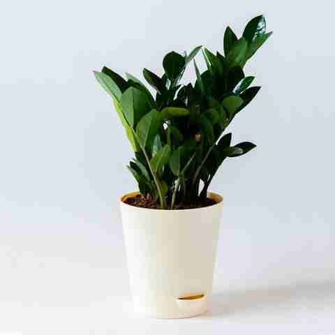 CACTUS VARIETIES ZZ Plant Price in India - Buy CACTUS VARIETIES ZZ