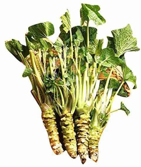 わさび② ActrovaX Japanese Horseradish/Wasabi [250 Seeds] Seed Price in