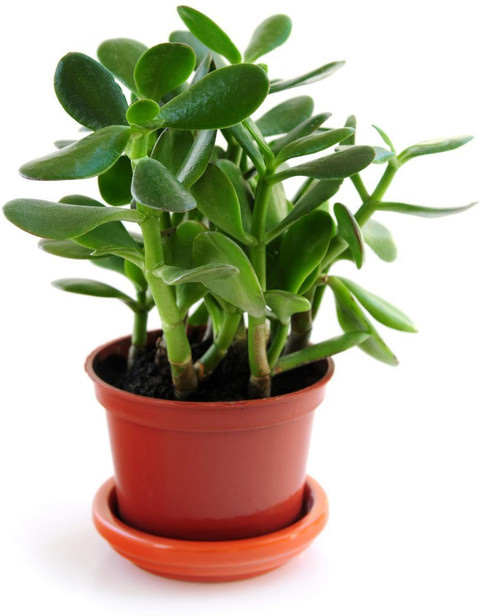 Dream Plants ٩(❛ᴗ❛)۶専用 Dream Plants ٩(❛ᴗ❛)۶専用