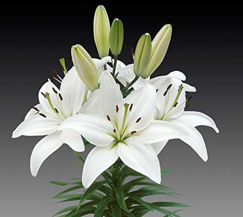 Lily‼️ Buy Products Online at Best Price in India - All Categories