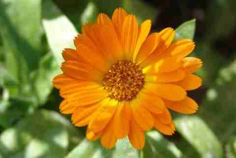 DROXTY ™ PAU-11-Calendula Mixed Colour | F1 Hybrid Flower -20 x