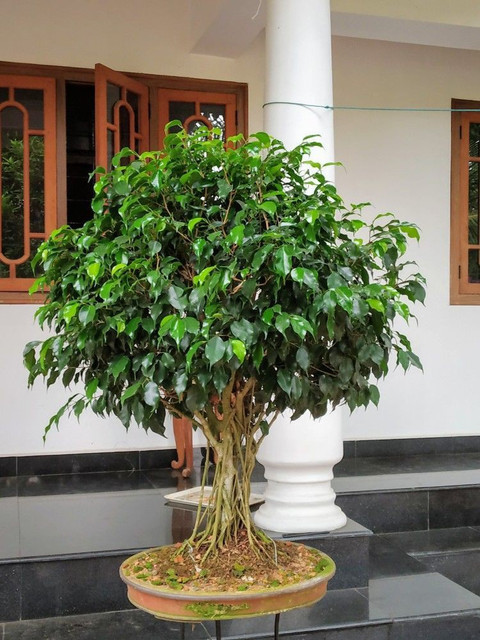 GreenHorizon Ficus Bonsai Price in India - Buy GreenHorizon Ficus Bonsai  online at Flipkart.com