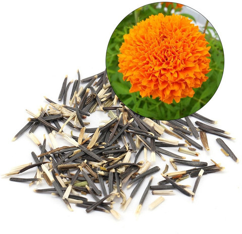 WILLVINE Ornamental Marigold Seeds for Planting Seed Price in India - Buy  WILLVINE Ornamental Marigold Seeds for Planting Seed online at Flipkart.com