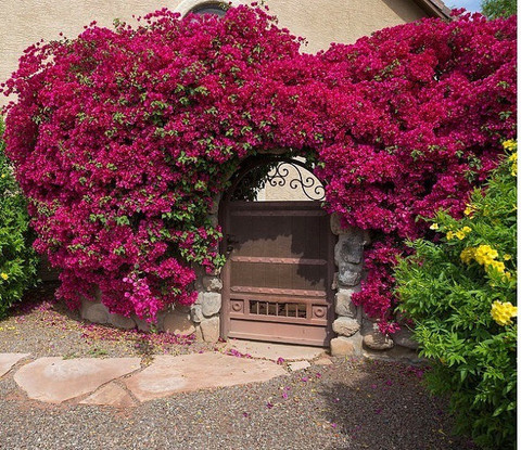 Durga Green Garden Bougainvillea Plant