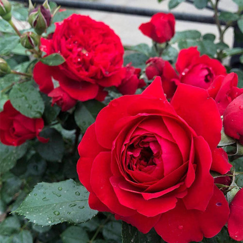 roseです。 Biosnyg Vine Flower Red Rosa Wild Rose 25 Seeds Seed Price in