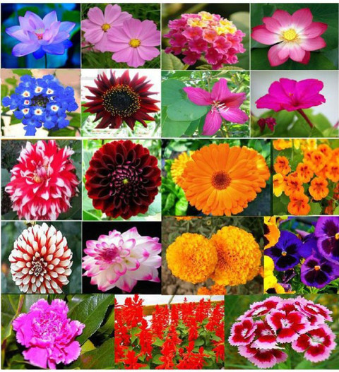 Rosemary Flower Seeds For Home Gardening 20 Varieties Flower Seed