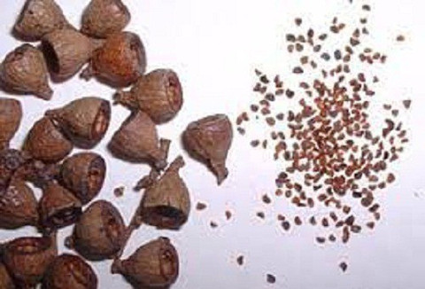 Sjeme Eucalyptus Flower Seed Seed