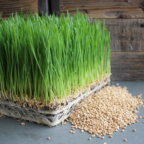 WILLVINE ™Healthy Pet Grass Supplement Wheatgrass Growing Kit