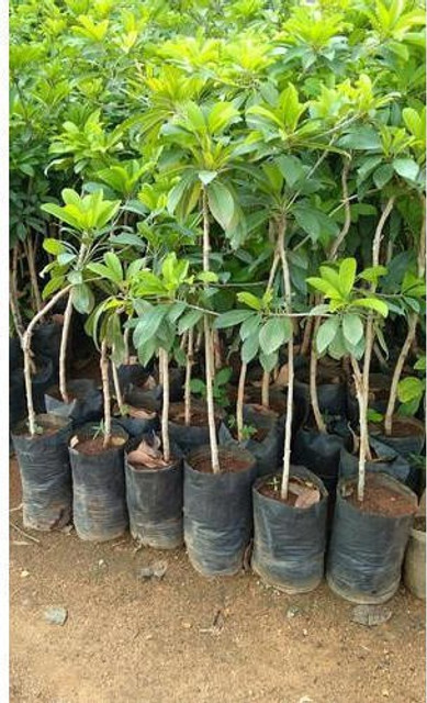 michelia champaca plant Magnolia Champaca