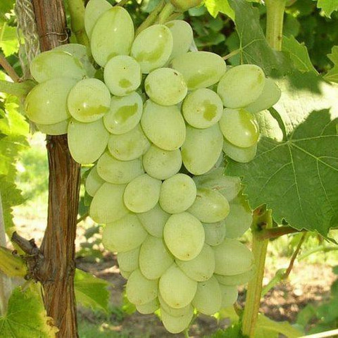 XOLDA Grapes Fruit Seed Price in India - Buy XOLDA Grapes Fruit